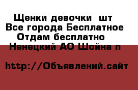 Щенки девочки 4шт - Все города Бесплатное » Отдам бесплатно   . Ненецкий АО,Шойна п.